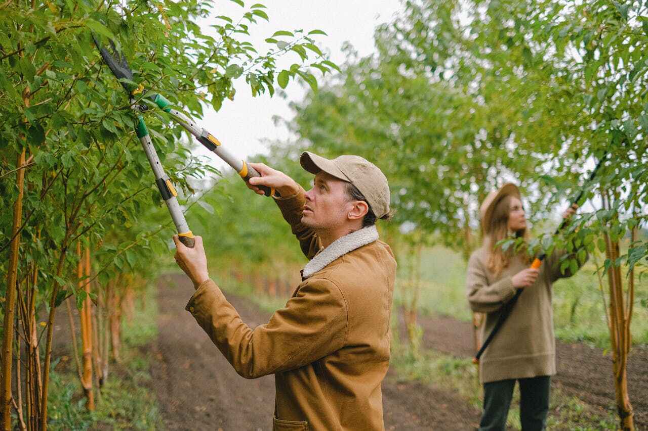 The Steps Involved in Our Tree Care Process in University Of California Davis, CA